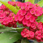 Potted Red Crown of Thorns Plant Euphorbia Milii Tree 6-12 Inc Tall, Cold Hardy Crowns of Christ Houseplant Succulents, Year-Round Flower Blooms