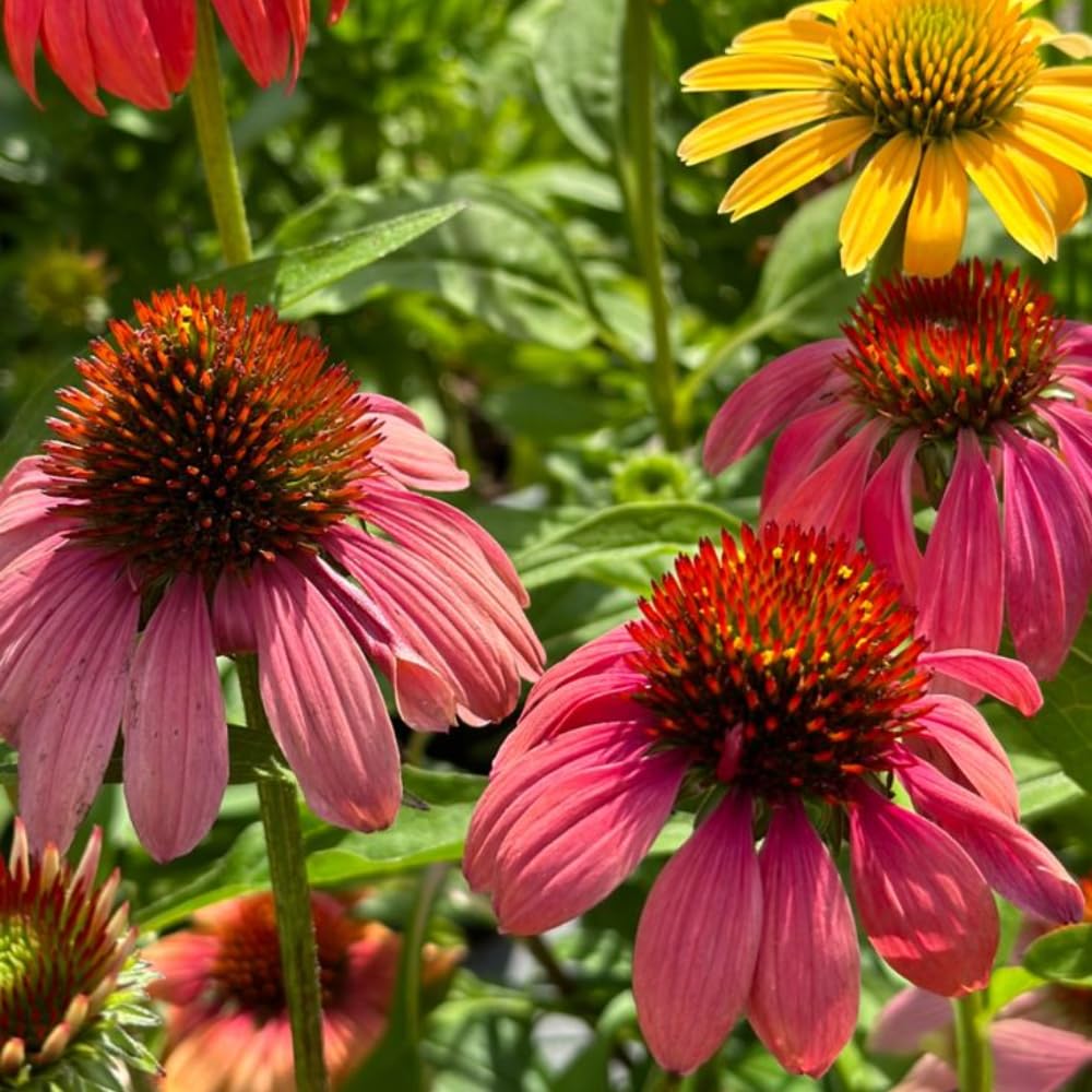 Assorted Coneflower Plant, Echinacea Flowering Plants Live, Indoor Outdoor Planting 5 Inch Tall