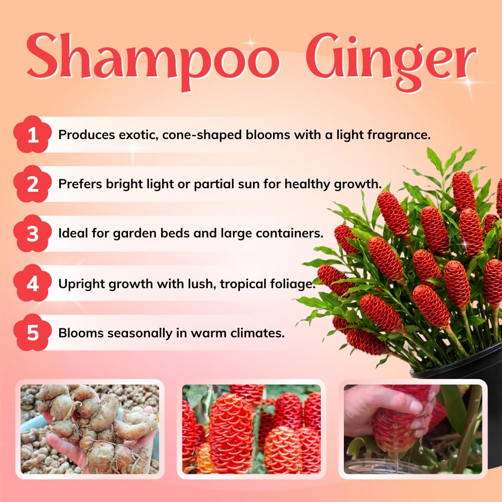 10 Shampoo Ginger Roots, Zingiber Zerumbet Awapuhi Ginger Rhizomes, Red Pinecone Ginger Lily to Grow