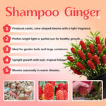 5 Shampoo Ginger Roots for Planting, Awapuhi Zingiber Zerumbet Fresh Ginger Rhizomes Perennial Garden Simple to Grow, Red Pinecone Ginger Lily Flowers