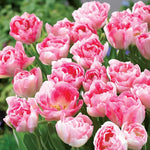 10 Double Peony Tulip Bulbs, Mixed Bulbs for Fall Planting, Indoor Outdoor Garden, Ready to Plant