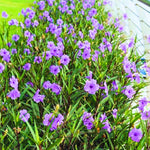 Pack 3 Purple Mexican Petunia Live Plants, 4-9" Tall Hardy Ruellia Simplex Petunia Perennials for Garden, Landscape, Patio