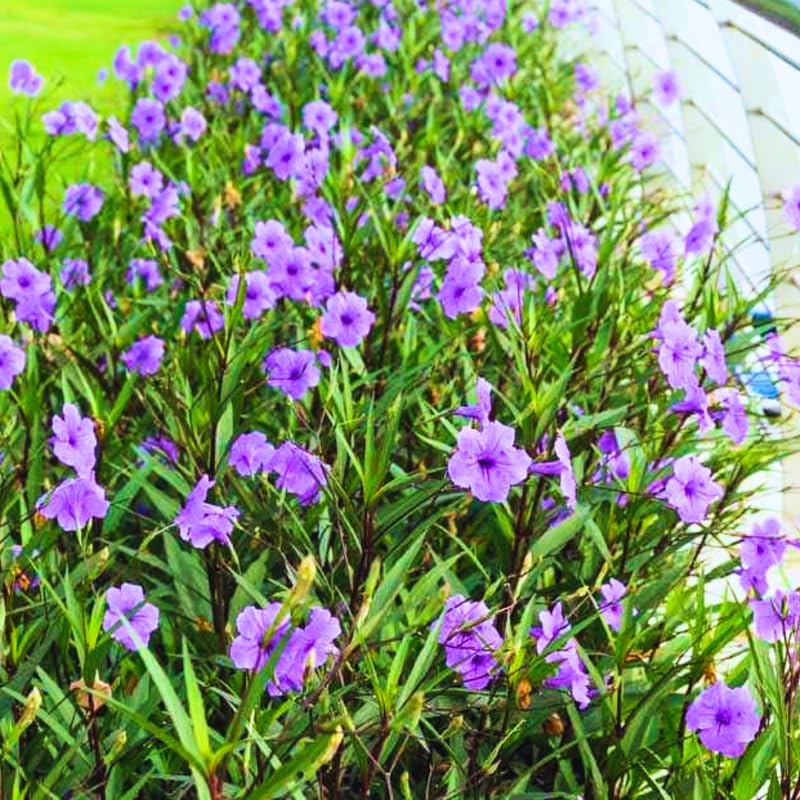 Pack 3 Purple Mexican Petunia Live Plants, 4-9" Tall Hardy Ruellia Simplex Petunia Perennials for Garden, Landscape, Patio