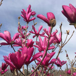 Ann Magnolia Tree in Gallon Pot, Live Flowering Magnolia Tree, Hardy Ornamental Shade Trees with Fragrant Blooms