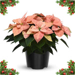 2 Poinsettia Plants Live, Pink Poinsettia Flowers Christmas Decorations, Holiday Houseplant, Poinsettias Trees Plants, No Pot, 5-9" Tall