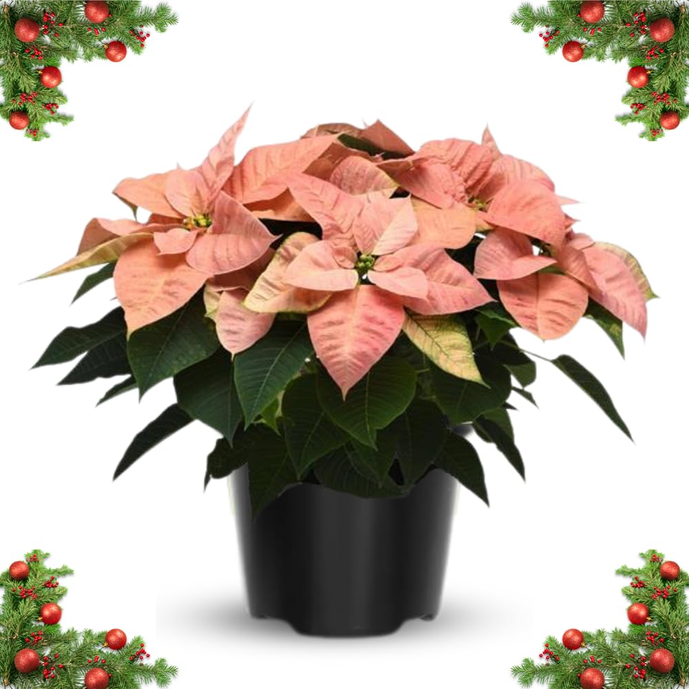 2 Poinsettia Plants Live, Pink Poinsettia Flowers Christmas Decorations, Holiday Houseplant, Poinsettias Trees Plants, No Pot, 5-9" Tall