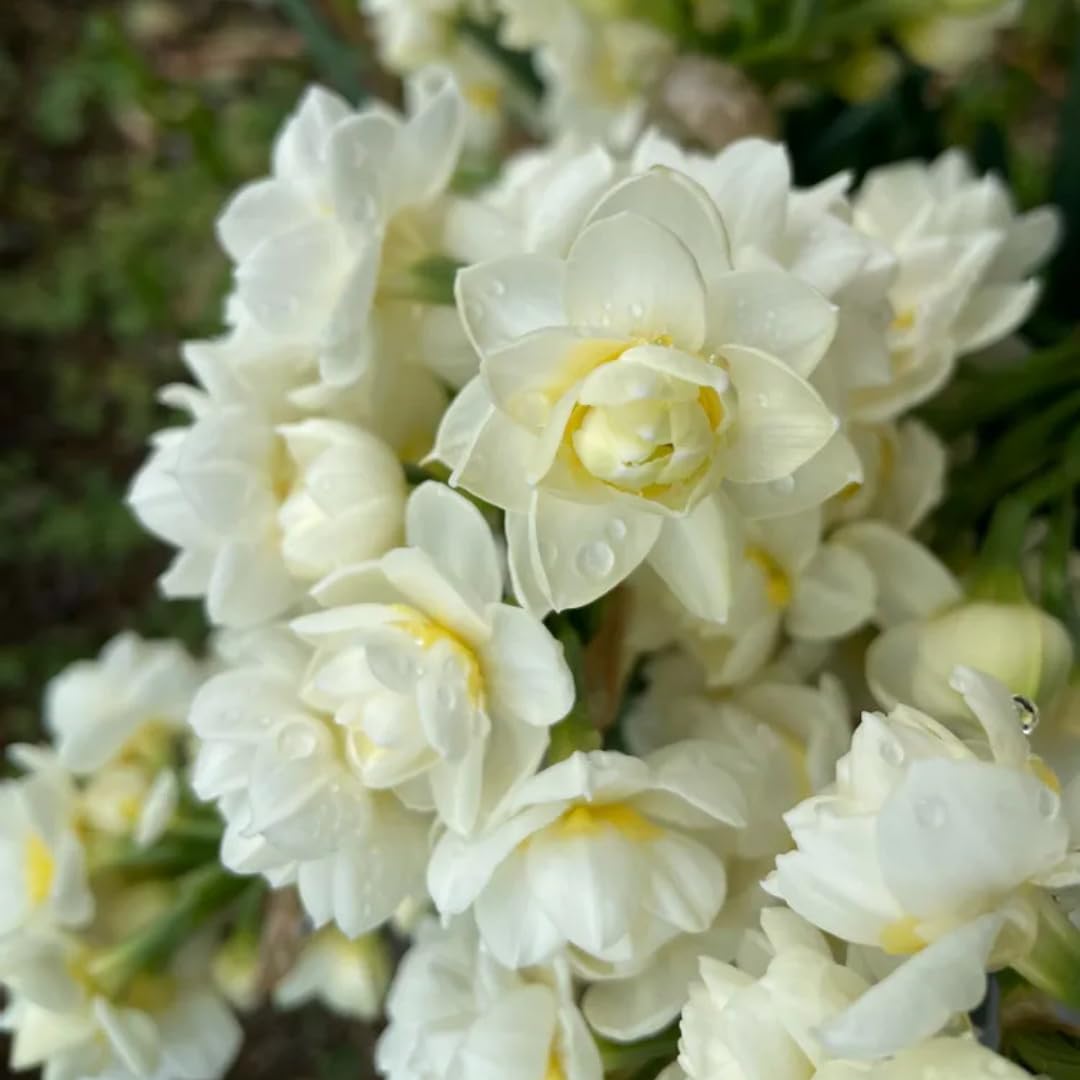 20 Daffodil Bulbs for Fall Planting, Spring-Blooming Narcissus Bulbs, Bulk Top Size Bulbs for Gardens, Borders and Flowerbeds Planting (Double Daffodil Bulbs)