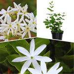 3 Jasmine Plant Indoor Live, Jasmine Flower Plants Live, No Pot, 5 to 7 Inch in Height Starter Plant