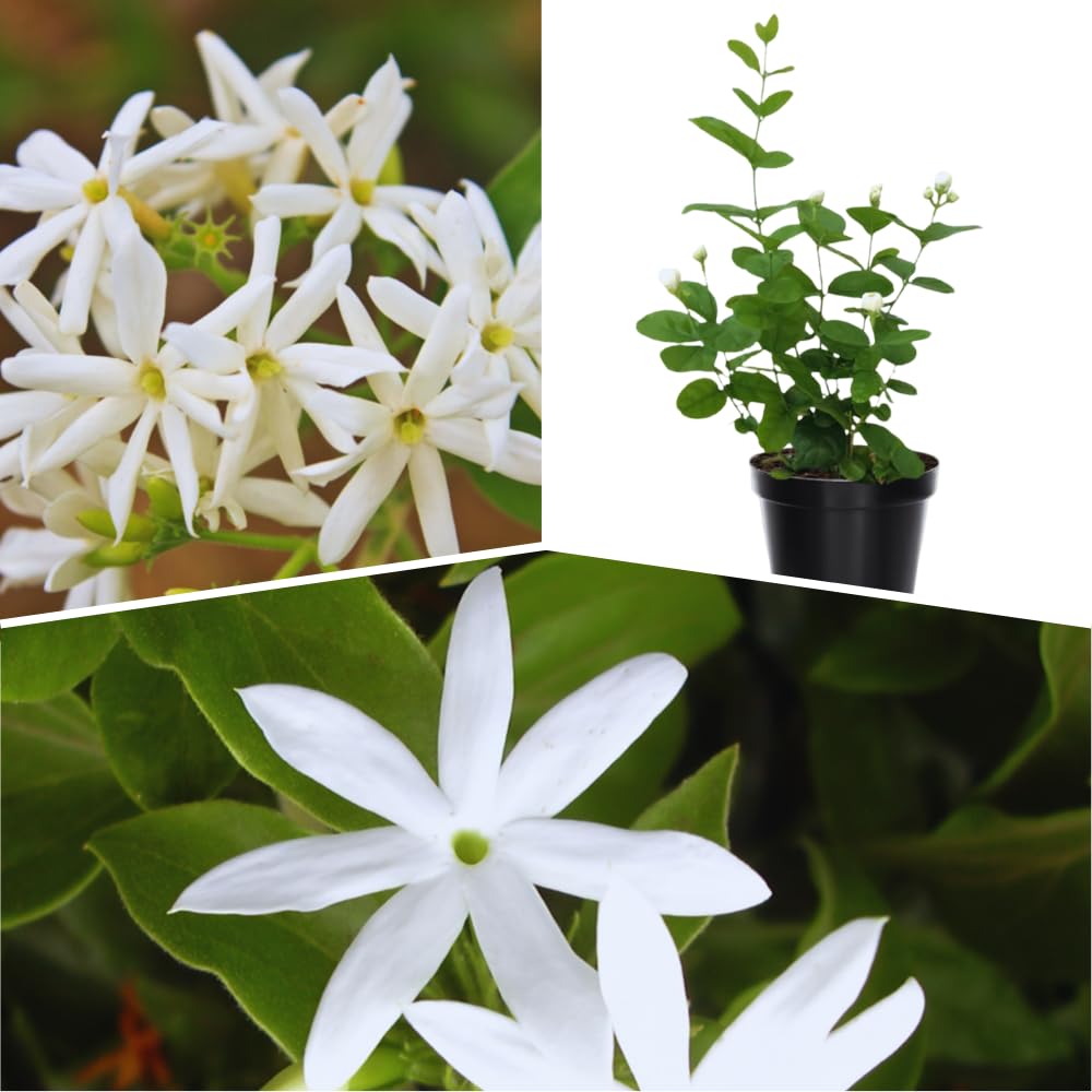 3 Jasmine Plant Indoor Live, Jasmine Flower Plants Live, No Pot, 5 to 7 Inch in Height Starter Plant