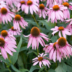 Set 3 Purple Coneflower Echinacea Plants Rooted, 3 to 5 Inch, Perennial Flower Outdoor Garden