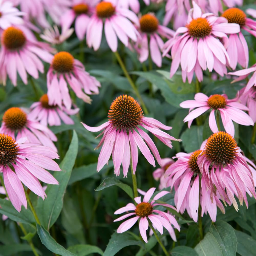 Set 3 Purple Coneflower Echinacea Plants Rooted, 3 to 5 Inch, Perennial Flower Outdoor Garden
