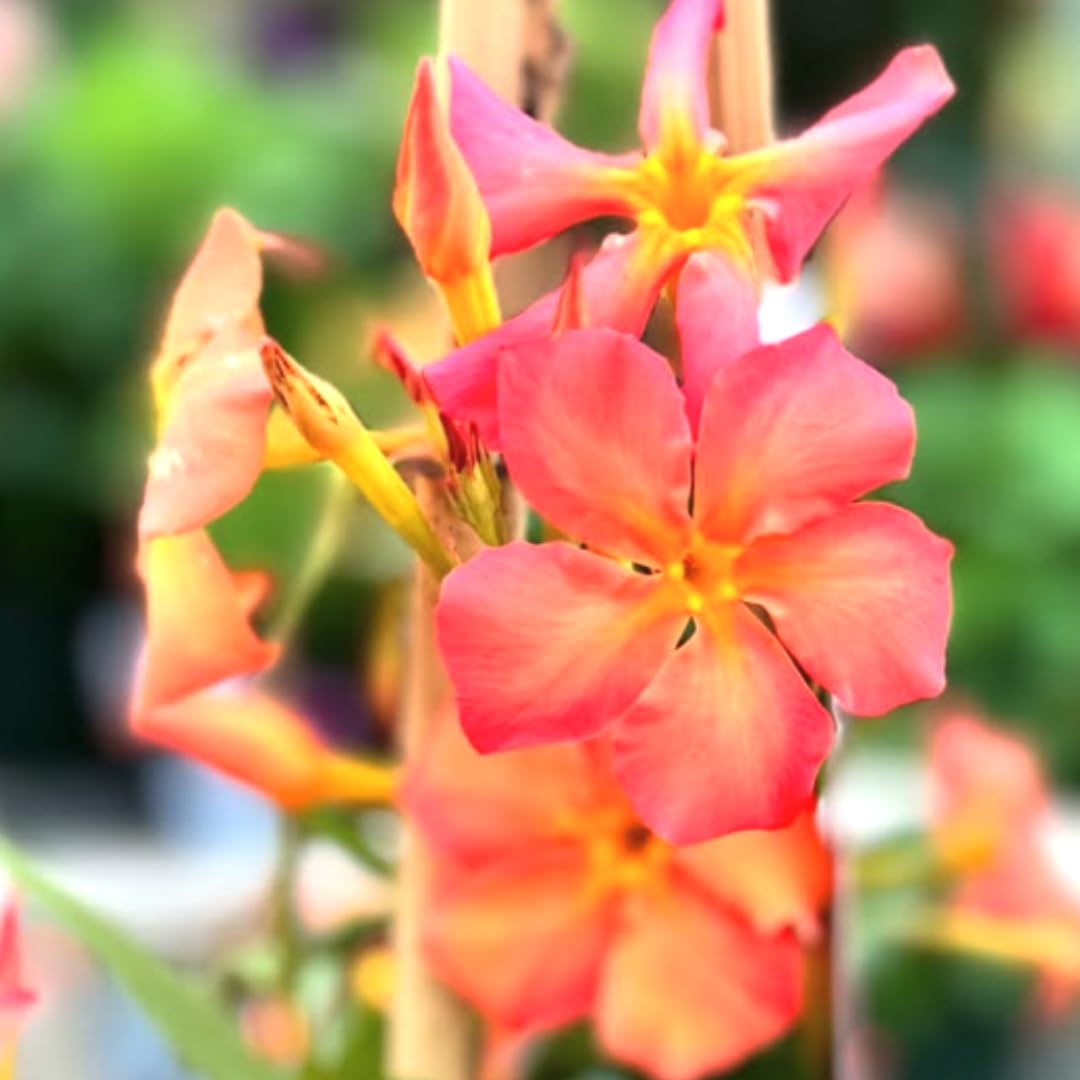 2 Orange Mandevilla Bush Plants, 5 to 7 Inc in Long Mandevilla Live Plant, Mandevilla Plants Live