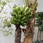 Dwarf Cavendish Banana Tree Live Plant, Edible Fruit, 4-6" Tall
