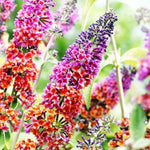 Mixed Butterfly Bush Buddleia Butterfly Plant Live, 4-9" Tall Well-Rooted for Outdoor Gardens, Perennial Shrub, No Pot