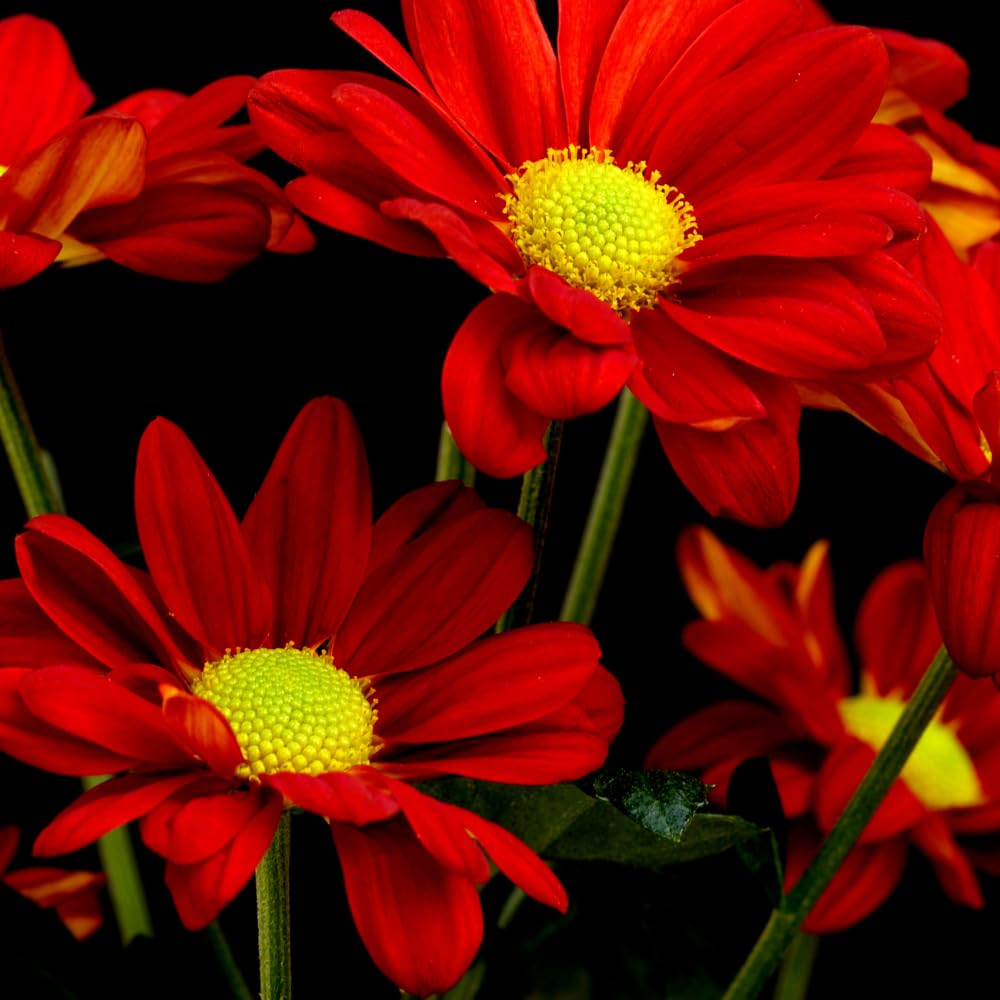 2 Red Mums Plants Live, Chrysanthemum Plants Live, 5 to 6 Inc Tall, Chrysanthemum Flower Live Plant Gardening Indoor Outdoor Mum Live Plant