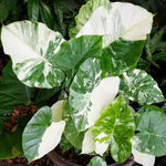 Colocasia Esculenta, Colocasia Live Plant, Elephant Ears Live Plant, Esculenta Taro Live Houseplant, 5-8 Inc Tall, No Pot (Rare Colocasia)