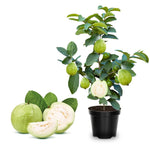 White Guava Tree Live Plant 1 Year Old Seedling, 6-10" Well Rooted, Ready to Bear Fruit Within 1-2 Years