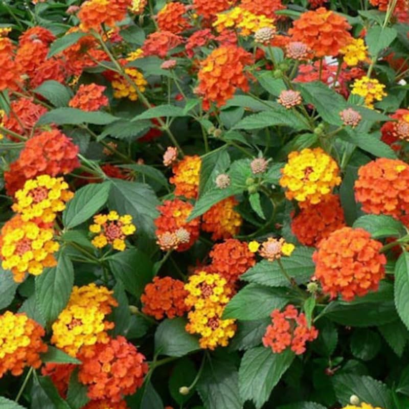 3 Trailing Lantana Plants Live, 5 to 7 Inc Tall, Orange Lantana Live Plants for Planting Outdoors Flower Gardening