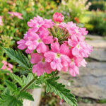 Verbena Plants Live, Verbena Plant from 4-8 Inches Tall, Long Blooming Outdoor Flower Plant for Garden Beds, Hanging Baskets and Containers (Pink)