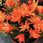 Easter Cactus Plants Live, Spring Bloom, Cold Hardy, 5-9" in Tall, No Pot, Starter Holiday Cactus Plant for Indoor Outdoor Houseplants (Orange)