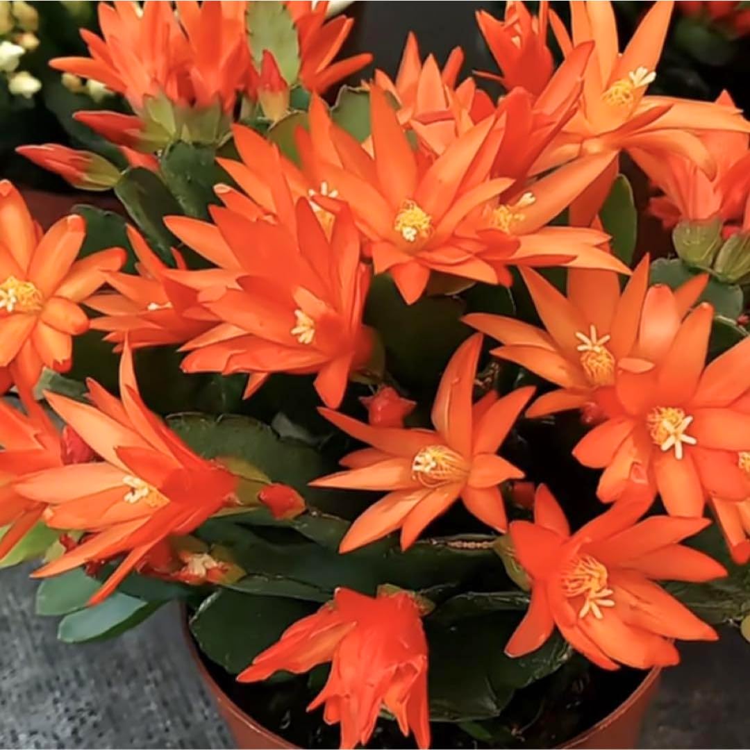 Easter Cactus Plants Live, Spring Bloom, Cold Hardy, 5-9" in Tall, No Pot, Starter Holiday Cactus Plant for Indoor Outdoor Houseplants (Orange)