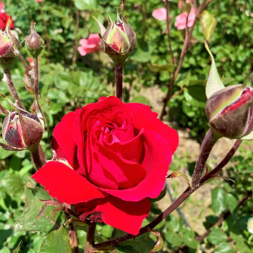 Rose Plant Live, Rose Bush Live Plant, Fragrant Flowers Ready to Plant, 5-9 Inch Height, Well-Rooted, No Pot (Red Rose)