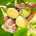 1 Paw Paw Tree Live Plant, Pawpaw Seedling Plants, 1 Year Old 6-15" Well Rooted, Common Pawpaw Asimina Triloba, No Leaf in Winter