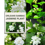 3 Blooming Jasmine Plants, Maid of Orleans Sambac Jasmine Live Plants, 4 to 6 Inc Tall, Jasmine Plants Live, Jasmine Well Rooted