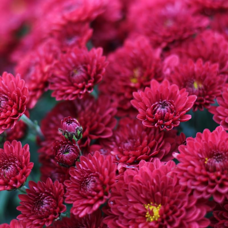 Red Chrysanthemum Plant, Set 2 Red Mums Plants Live, Hardy Perennial Mum Live Plant, 3 to 6 Inch Tall Garden Mum Starter Plants for Garden Beds, Containers, Vibrant Fall Blooms, No Pot