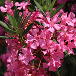 Oleander Live Plant, Oleander Flower Plants Shrub, Outdoor Growing 4-8 Inches