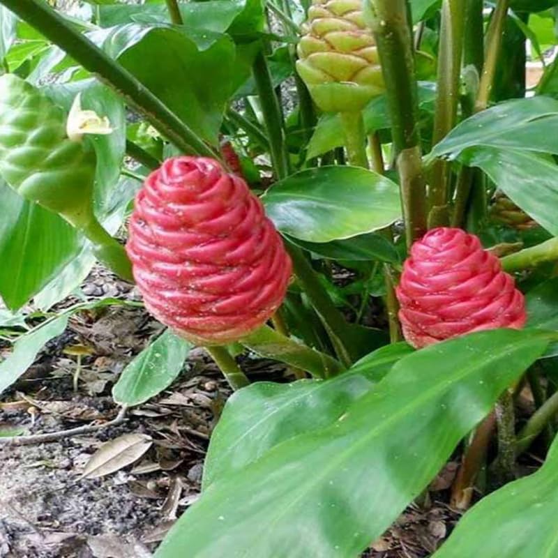 5 Shampoo Ginger Roots, Awapuhi Zingiber Zerumbet Fresh Ginger Rhizomes, Live Ginger Lily Perennial Garden