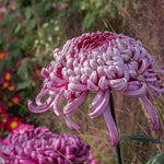 Chrysanthemum Flower Plant, Double Purple Mums Plant Live for Gardening, 5 to 7 Inc Tall Well Rooted, Chrysanthemum Plants Live Mum Live Plant