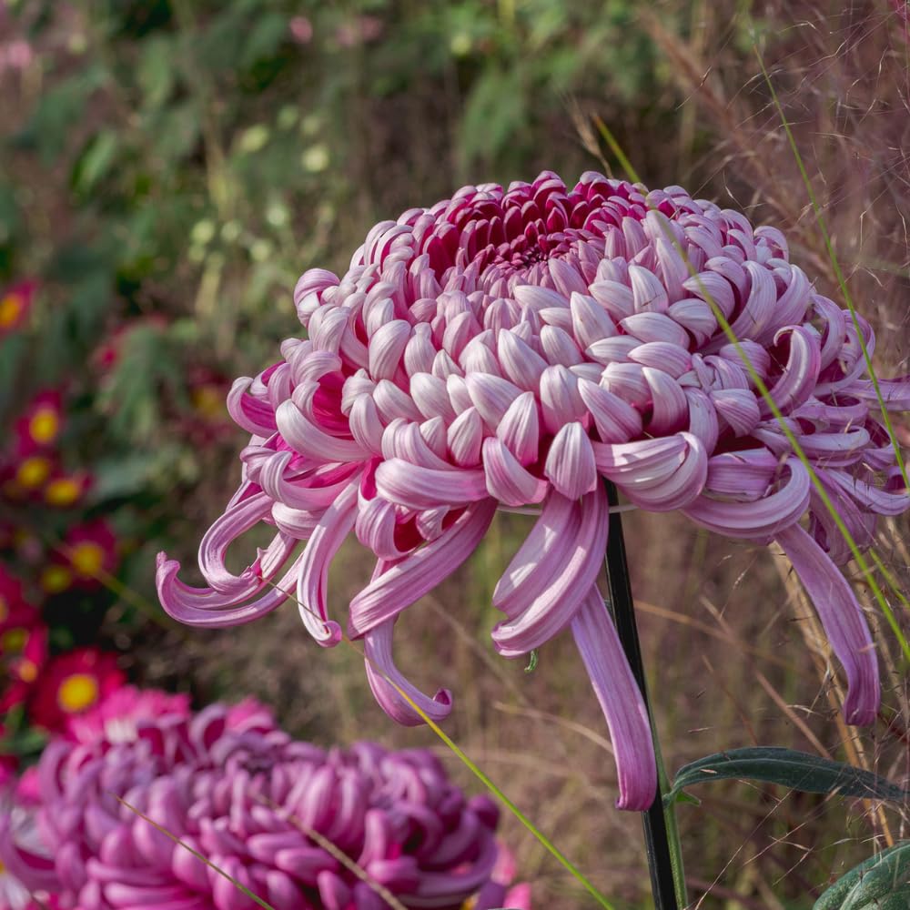 Chrysanthemum Flower Plant, Double Purple Mums Plant Live for Gardening, 5 to 7 Inc Tall Well Rooted, Chrysanthemum Plants Live Mum Live Plant