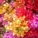 Sets 3 Climbing Bougainvillea Plants Live for Full Sun Trellis Tree, Shrub or Vine Bougainvillea Vibrant Bloom, Very Hardy, 5-9" Tall, Random Single Color
