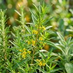 Pack of 2 Texas Tarragon Plants Live, Tarragon Live Plant, 4-6 Inc Tall, Herbs for Indoor Outdoor Growing