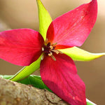 Set of 20 Mix Trillium Roots, Trillium Flower Bulbs, Yellow Red White Trillium Flower Bulbs, Trillium Bulbs, Large Roots, Ready to Plant