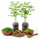 1 Year Old Moringa Trees Live Plants, 1-1.5 Feet Moringa Oleifera Malunggay Horseradish Trees, Cold Hardy for Outdoor Garden, Zones 4-9, Well-Rooted Plant in Pot