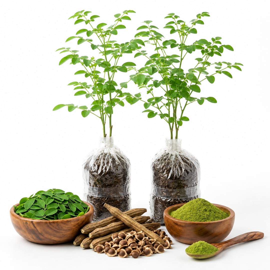 1 Year Old Moringa Trees Live Plants, 1-1.5 Feet Moringa Oleifera Malunggay Horseradish Trees, Cold Hardy for Outdoor Garden, Zones 4-9, Well-Rooted Plant in Pot