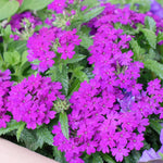 Verbena Plant in 4 Inch Pot, 4 to 6 Inch Tall Hardy Purple Verbena Flower Plants Live for Planting Outdoor