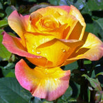 Rose Plant Live, Hybrid Tea Rose Bush Live Plant, 5-9 Inch Tall, Fragrant Flowers Shrub Ready to Plant Outdoor, No Pot, Well-Rooted (Gold Rose)