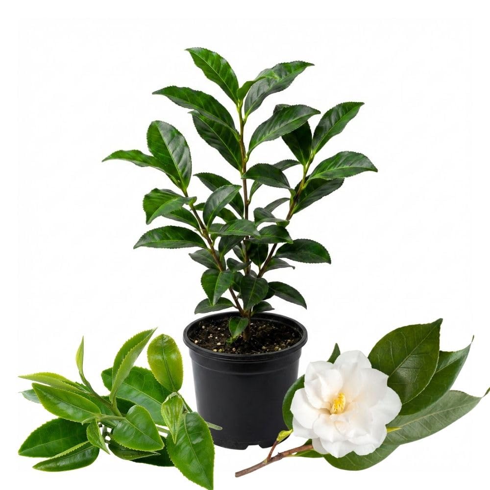 Camellia Sinensis Plant Live, Camellia Plant, Green Tea Tree Plants, Vibrant Flower Shrub, Well-Rooted for Garden Planting (4 Inches)
