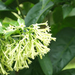 Jasmine Vine Plants Live, 2 Cestrum Nocturnum Plant, Night Blooming Jasmine Live Plant, Live Jasmine Plants Indoor, Live Jasmine Plant, Jasmine Plant Pot