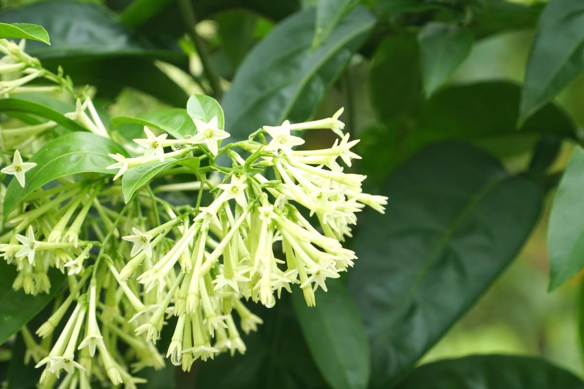 Jasmine Vine Plants Live, 2 Cestrum Nocturnum Plant, Night Blooming Jasmine Live Plant, Live Jasmine Plants Indoor, Live Jasmine Plant, Jasmine Plant Pot