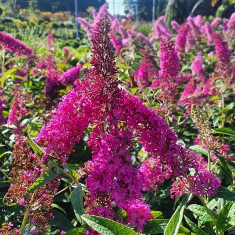 AVERAR 6 Months Old Raspberry Butterfly Bush Live Plant, Butterfly Bushes Ready to Plant Outdoor, Buddleia Plant Bush Shrub 5-7 Inches Tall, No Pot