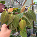 Velvet Philodendron Plant Live, Rare Tropical Variegated Live Indoor Houseplant, Starter Plants No Pot, 5-9" in Tall