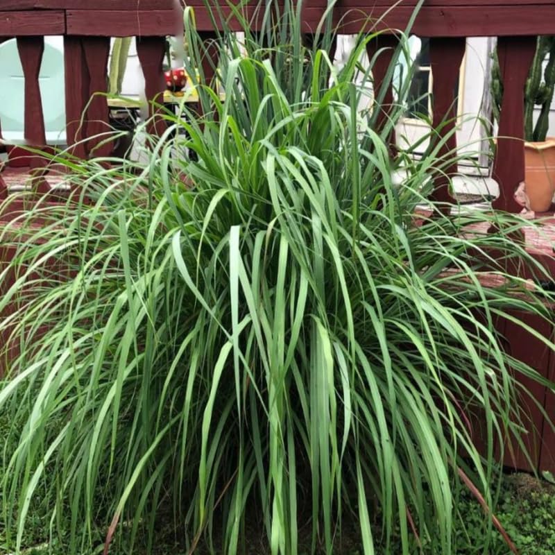 Set 5 Lemon Grass Live Plants for Outdoor Planting, Live Lemongrass Plants for Planting in Spring, Fragrant Herbs, 5-7 Inc Tall Starter