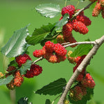Mulberry Tree Live Plant, 5 to 8 Inch Tall, Sweet Mulberry Plant Live Seedling, No Pot, Edible Mulberries Fruit Tree Plant (Red Mulberry)