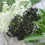Black Elderberry Tree Live Plant, Hardy Berry Producing Shrub, Landscaping and Backyard Gardens, 4-7 Inches Tall