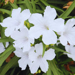 6 White Mexican Petunia Live Plants, Petunia Flower Plants Live from 4 Inc Tall, Outdoor Indoor Shrub Plant