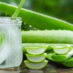 Aloe Vera Plant Live, 4 Inc Potted, Live Aloe Vera Plant Indoor, Succullent Plant Live